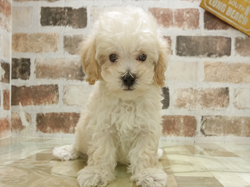 愛知県のビションプー(ビションフリーゼ×プードル) (ワンラブ名古屋守山インター総本店/2025年11月3日生まれ/男の子/クリーム)の子犬の3枚目の画像