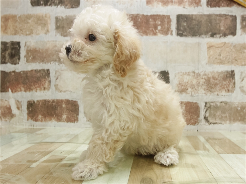 愛知県のビションプー(ビションフリーゼ×プードル) (ワンラブ名古屋守山インター総本店/2025年11月3日生まれ/男の子/クリーム)の子犬の2枚目の画像