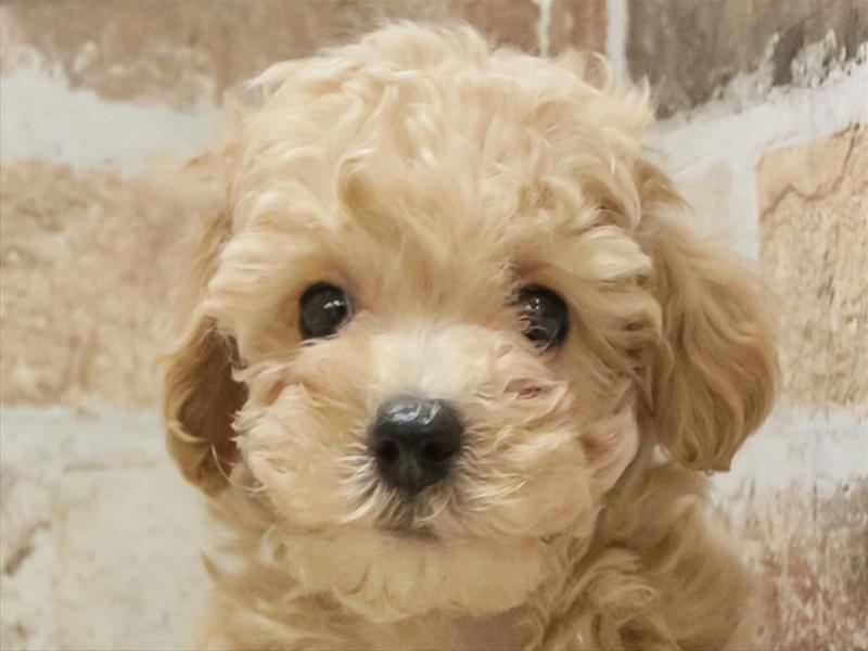 愛知県のビションプー(ビションフリーゼ×プードル) (ワンラブ名古屋守山インター総本店/2025年11月3日生まれ/男の子/アプリコット)の子犬の1枚目の画像