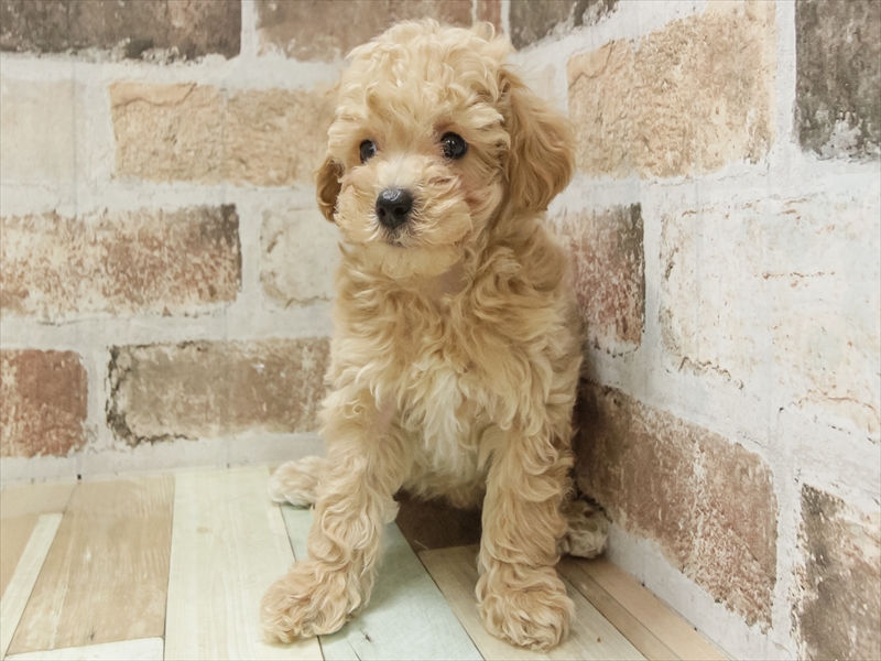 愛知県のビションプー(ビションフリーゼ×プードル) (ワンラブ名古屋守山インター総本店/2025年11月3日生まれ/男の子/アプリコット)の子犬の3枚目の画像