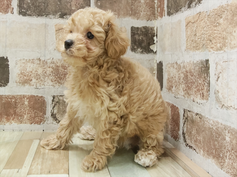 愛知県のビションプー(ビションフリーゼ×プードル) (ワンラブ名古屋守山インター総本店/2025年11月3日生まれ/男の子/アプリコット)の子犬の2枚目の画像