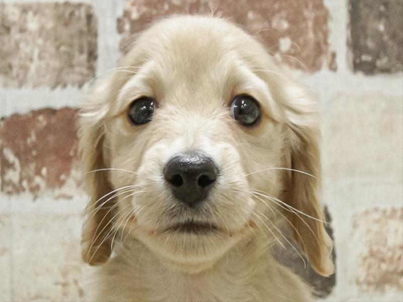 愛知県のミニチュアダックスフンド(ロング) (ワンラブ名古屋守山インター総本店/2025年11月2日生まれ/男の子/イエロー)の子犬の1枚目の画像