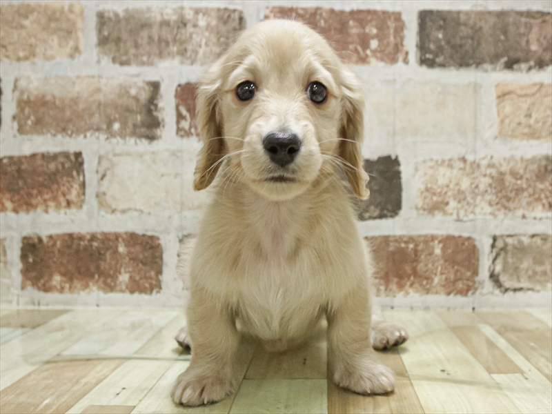 愛知県のミニチュアダックスフンド(ロング) (ワンラブ名古屋守山インター総本店/2025年11月2日生まれ/男の子/イエロー)の子犬の3枚目の画像