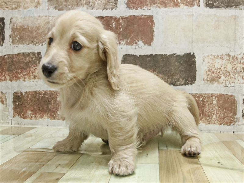 愛知県のミニチュアダックスフンド(ロング) (ワンラブ名古屋守山インター総本店/2025年11月2日生まれ/男の子/イエロー)の子犬の2枚目の画像