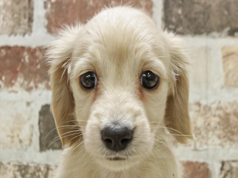 愛知県のミニチュアダックスフンド(ロング) (ワンラブ名古屋守山インター総本店/2025年11月2日生まれ/女の子/イエロー)の子犬の1枚目の画像