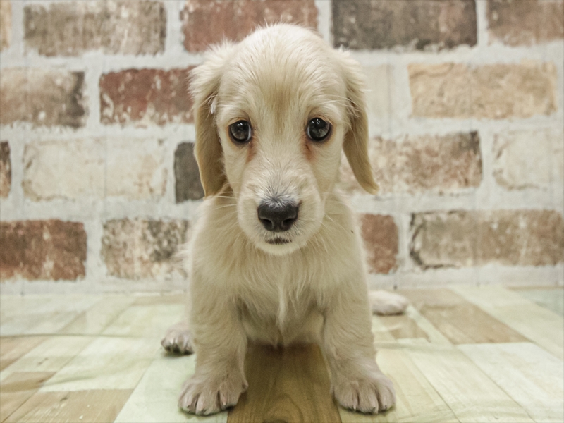 愛知県のミニチュアダックスフンド(ロング) (ワンラブ名古屋守山インター総本店/2025年11月2日生まれ/女の子/イエロー)の子犬の3枚目の画像