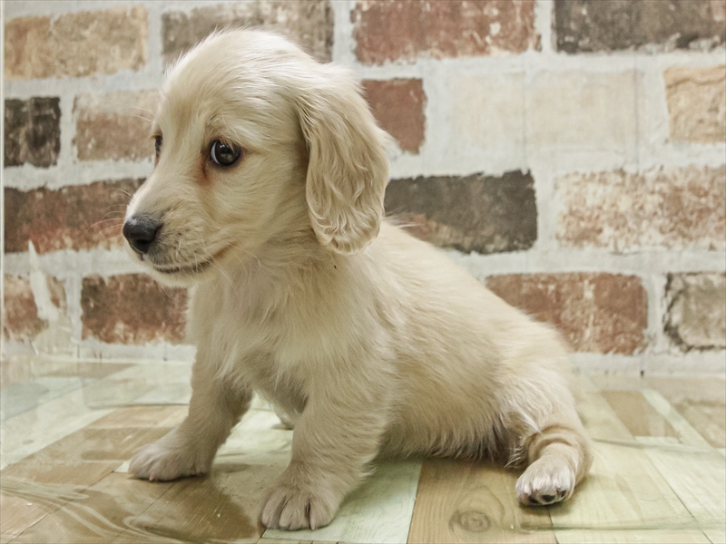 愛知県のミニチュアダックスフンド(ロング) (ワンラブ名古屋守山インター総本店/2025年11月2日生まれ/女の子/イエロー)の子犬の2枚目の画像