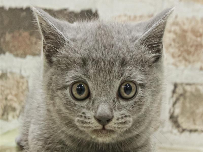 愛知県のブリティッシュショートヘアー (ワンラブ名古屋守山インター総本店/2025年11月2日生まれ/男の子/ブルー)の子猫の1枚目の画像