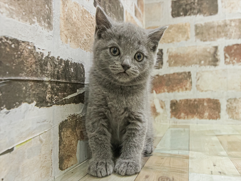 愛知県のブリティッシュショートヘアー (ワンラブ名古屋守山インター総本店/2025年11月2日生まれ/男の子/ブルー)の子猫の3枚目の画像