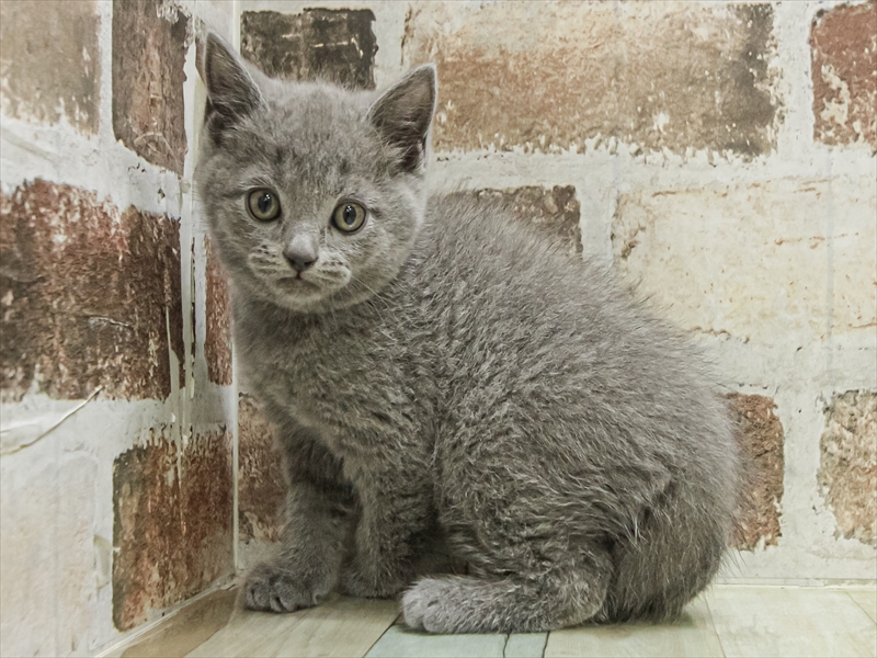 愛知県のブリティッシュショートヘアー (ワンラブ名古屋守山インター総本店/2025年11月2日生まれ/男の子/ブルー)の子猫の2枚目の画像