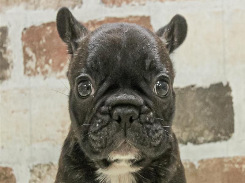 愛知県のフレンチブルドッグ (ワンラブ名古屋守山インター総本店/2025年11月1日生まれ/男の子/ブリンドル)の子犬の1枚目の画像