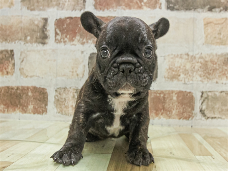 愛知県のフレンチブルドッグ (ワンラブ名古屋守山インター総本店/2025年11月1日生まれ/男の子/ブリンドル)の子犬の3枚目の画像