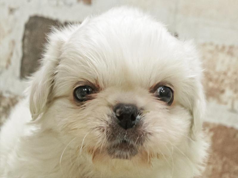 愛知県のペキニーズ (ワンラブ名古屋守山インター総本店/2025年10月31日生まれ/男の子/ホワイト)の子犬の1枚目の画像