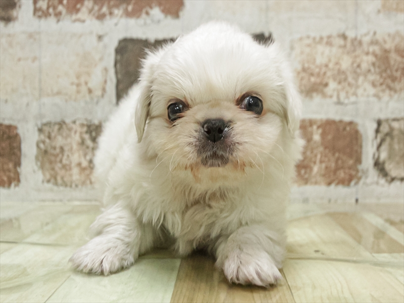 愛知県のペキニーズ (ワンラブ名古屋守山インター総本店/2025年10月31日生まれ/男の子/ホワイト)の子犬の3枚目の画像