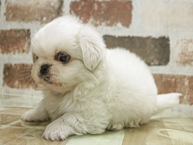 愛知県のペキニーズ (ワンラブ名古屋守山インター総本店/2025年10月31日生まれ/男の子/ホワイト)の子犬の2枚目の画像