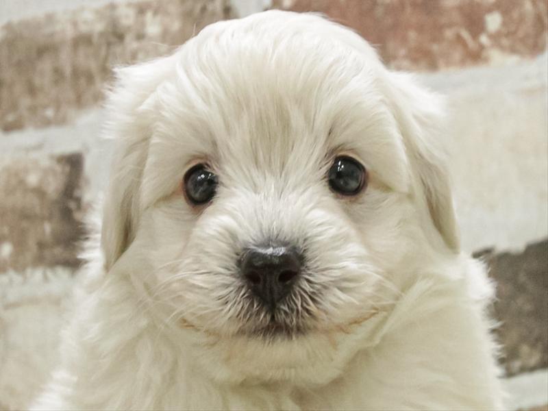 愛知県のビションプー(ビションフリーゼ×プードル) (ワンラブ名古屋守山インター総本店/2025年11月2日生まれ/男の子/クリーム)の子犬の1枚目の画像