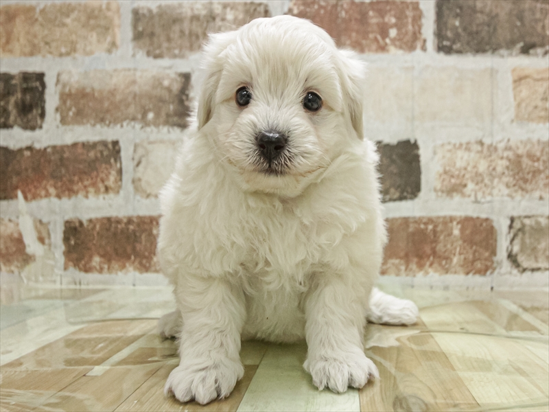 愛知県のビションプー(ビションフリーゼ×プードル) (ワンラブ名古屋守山インター総本店/2025年11月2日生まれ/男の子/クリーム)の子犬の3枚目の画像