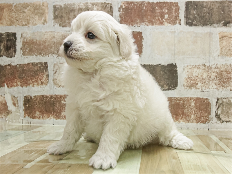 愛知県のビションプー(ビションフリーゼ×プードル) (ワンラブ名古屋守山インター総本店/2025年11月2日生まれ/男の子/クリーム)の子犬の2枚目の画像