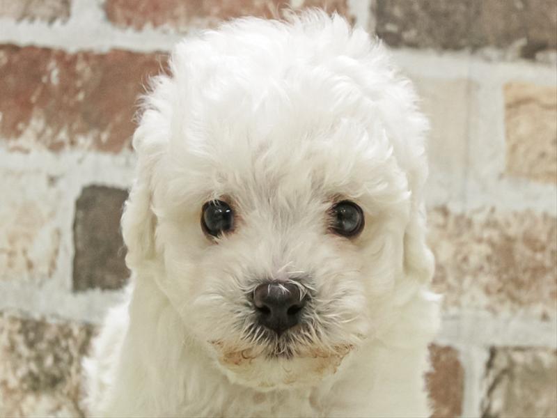 愛知県のビションフリーゼ (ワンラブ名古屋守山インター総本店/2025年11月2日生まれ/男の子/ホワイト)の子犬の1枚目の画像