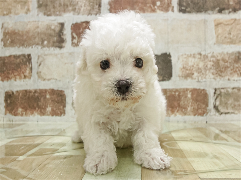 愛知県のビションフリーゼ (ワンラブ名古屋守山インター総本店/2025年11月2日生まれ/男の子/ホワイト)の子犬の3枚目の画像