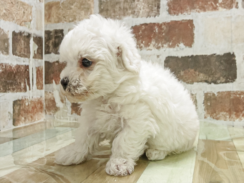 愛知県のビションフリーゼ (ワンラブ名古屋守山インター総本店/2025年11月2日生まれ/男の子/ホワイト)の子犬の2枚目の画像