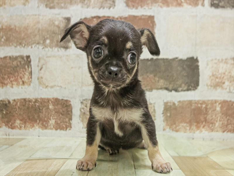 愛知県のチワワ(ロング) (ワンラブ名古屋守山インター総本店/2025年11月1日生まれ/女の子/ブラックタン)の子犬の3枚目の画像