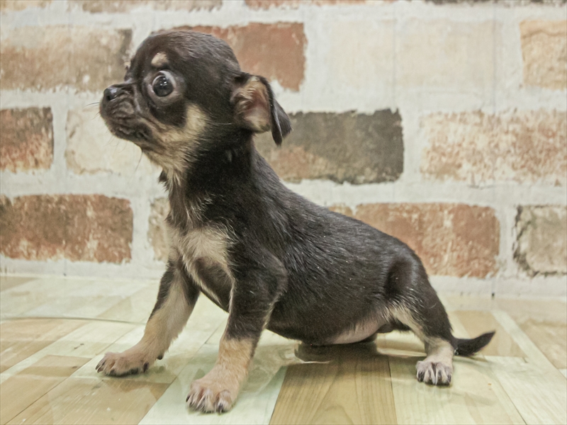 愛知県のチワワ(ロング) (ワンラブ名古屋守山インター総本店/2025年11月1日生まれ/女の子/ブラックタン)の子犬の2枚目の画像