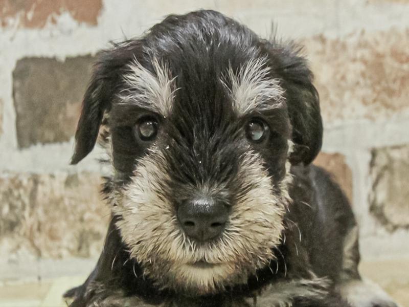 愛知県のミニチュアシュナウザー (ワンラブ名古屋守山インター総本店/2025年11月3日生まれ/男の子/ブラックシルバー)の子犬の1枚目の画像