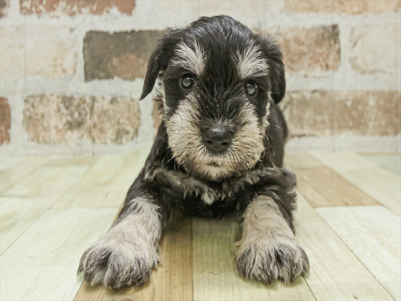 愛知県のミニチュアシュナウザー (ワンラブ名古屋守山インター総本店/2025年11月3日生まれ/男の子/ブラックシルバー)の子犬の3枚目の画像