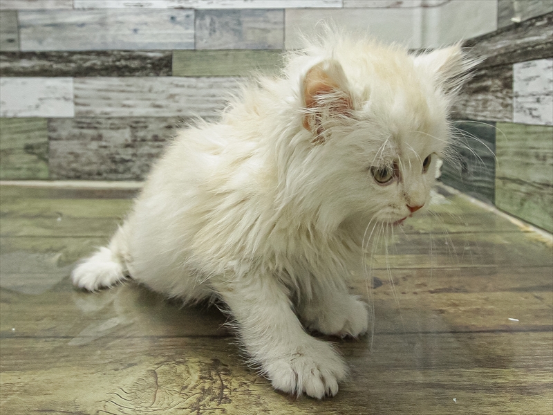 愛知県のミヌエット (ワンラブ名古屋守山インター総本店/2025年11月1日生まれ/男の子/カメオタビー)の子猫の2枚目の画像