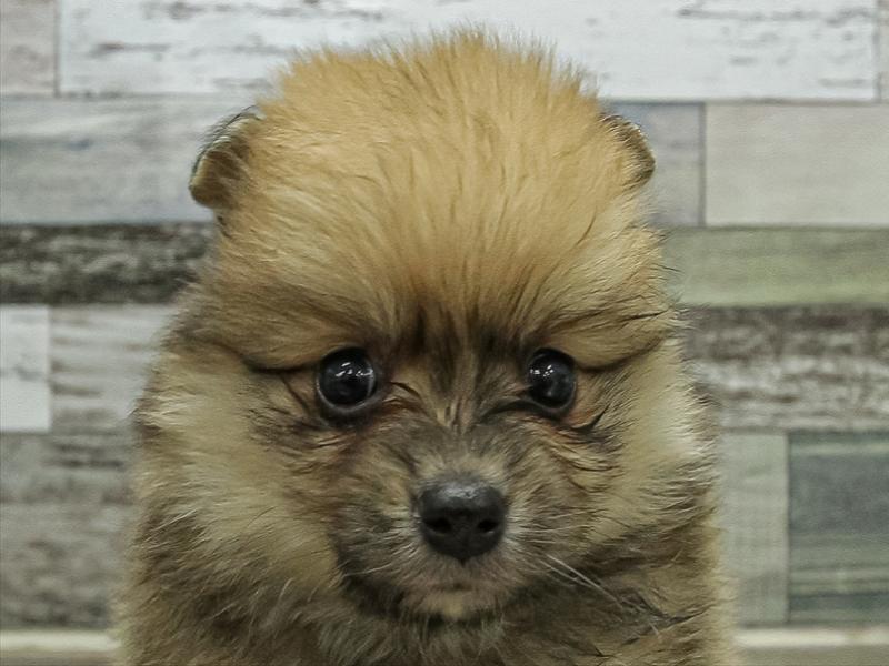 愛知県のポメラニアン (ワンラブ名古屋守山インター総本店/2025年11月1日生まれ/女の子/オレンジ)の子犬の1枚目の画像