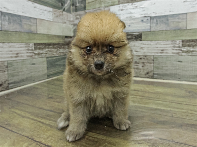 愛知県のポメラニアン (ワンラブ名古屋守山インター総本店/2025年11月1日生まれ/女の子/オレンジ)の子犬の3枚目の画像