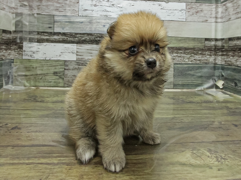 愛知県のポメラニアン (ワンラブ名古屋守山インター総本店/2025年11月1日生まれ/女の子/オレンジ)の子犬の2枚目の画像