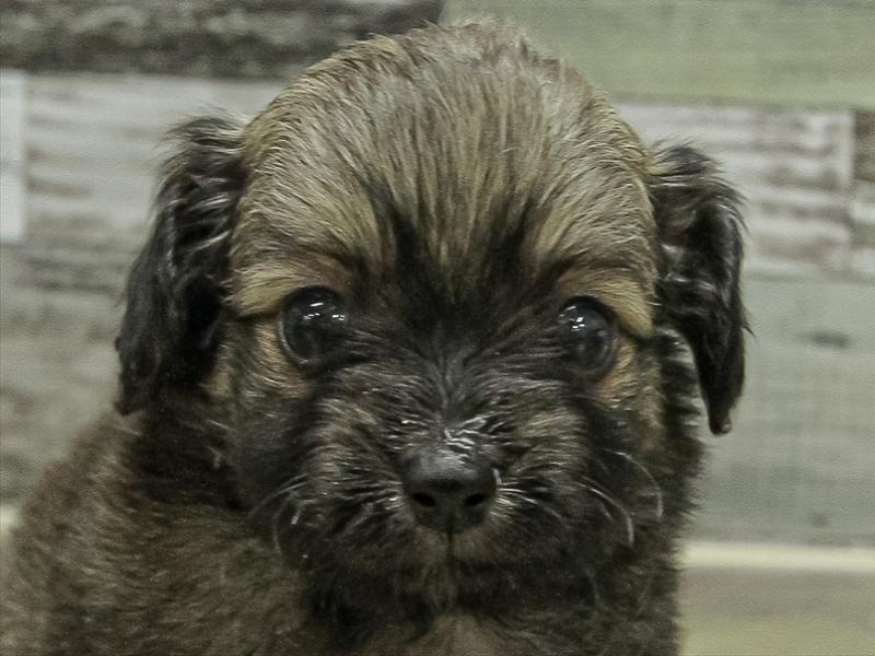 愛知県のチワックス(チワワ×ダックス) (ワンラブ名古屋守山インター総本店/2025年11月3日生まれ/男の子/フォーン)の子犬の1枚目の画像