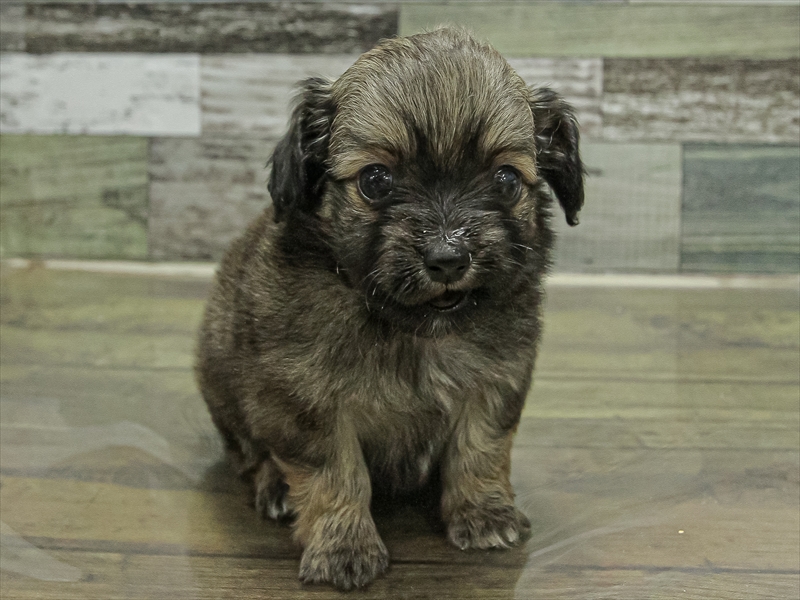 愛知県のチワックス(チワワ×ダックス) (ワンラブ名古屋守山インター総本店/2025年11月3日生まれ/男の子/フォーン)の子犬の3枚目の画像