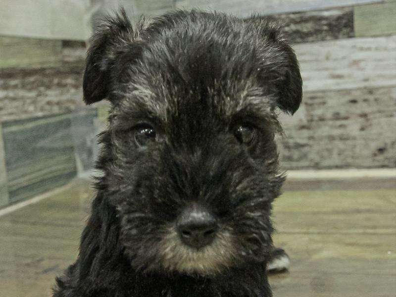 愛知県のミニチュアシュナウザー (ワンラブ名古屋守山インター総本店/2025年11月3日生まれ/女の子/ソルトペッパー)の子犬の1枚目の画像