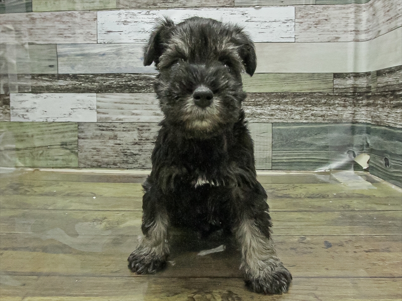 愛知県のミニチュアシュナウザー (ワンラブ名古屋守山インター総本店/2025年11月3日生まれ/女の子/ソルトペッパー)の子犬の3枚目の画像