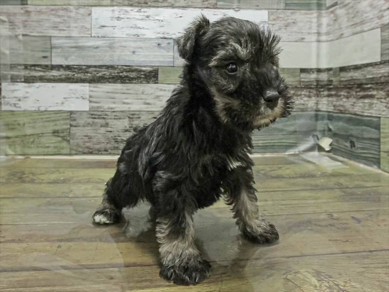 愛知県のミニチュアシュナウザー (ワンラブ名古屋守山インター総本店/2025年11月3日生まれ/女の子/ソルトペッパー)の子犬の2枚目の画像