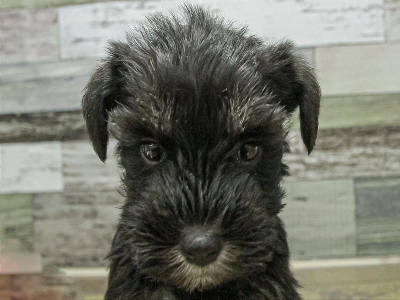 愛知県のミニチュアシュナウザー (ワンラブ名古屋守山インター総本店/2025年11月3日生まれ/女の子/ブラックシルバー)の子犬の1枚目の画像