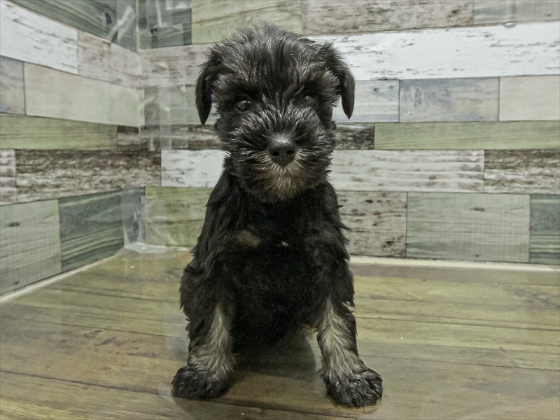 愛知県のミニチュアシュナウザー (ワンラブ名古屋守山インター総本店/2025年11月3日生まれ/女の子/ブラックシルバー)の子犬の3枚目の画像