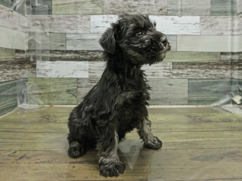 愛知県のミニチュアシュナウザー (ワンラブ名古屋守山インター総本店/2025年11月3日生まれ/女の子/ブラックシルバー)の子犬の2枚目の画像