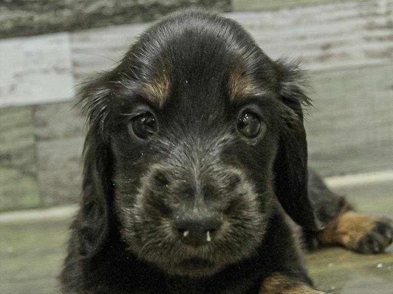 愛知県のカニンヘンダックスフンド(ロング) (ワンラブ名古屋守山インター総本店/2025年10月31日生まれ/女の子/ブラックタン)の子犬の1枚目の画像