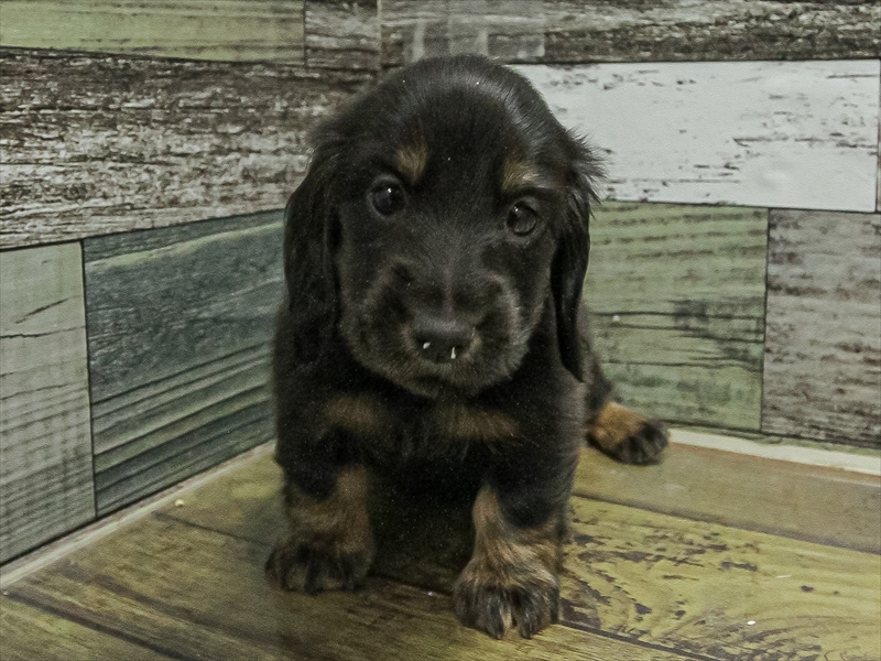 愛知県のカニンヘンダックスフンド(ロング) (ワンラブ名古屋守山インター総本店/2025年10月31日生まれ/女の子/ブラックタン)の子犬の3枚目の画像