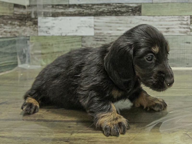 愛知県のカニンヘンダックスフンド(ロング) (ワンラブ名古屋守山インター総本店/2025年10月31日生まれ/女の子/ブラックタン)の子犬の2枚目の画像