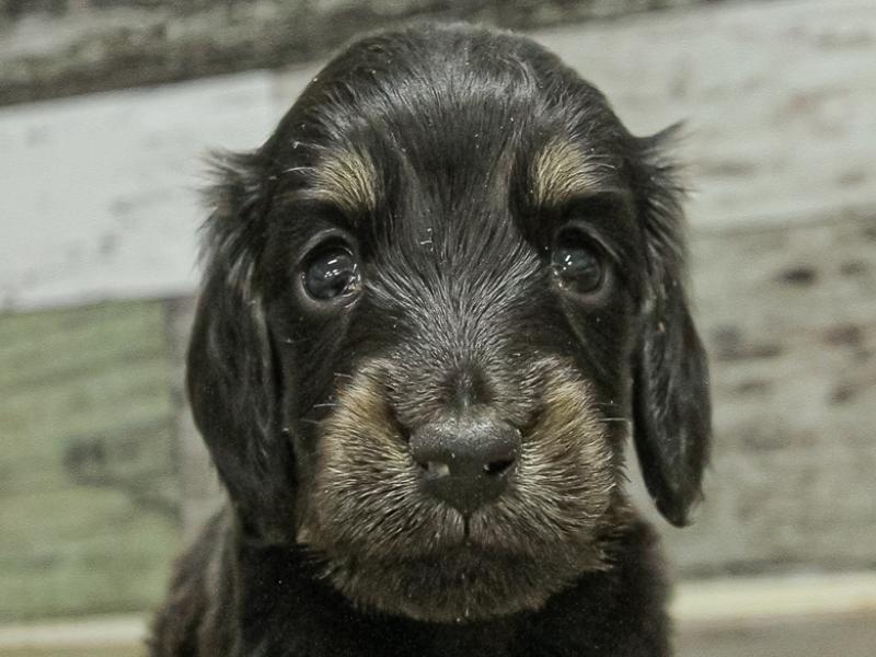 愛知県のミニチュアダックスフンド(ロング) (ワンラブ名古屋守山インター総本店/2025年11月1日生まれ/男の子/ブラックタン)の子犬の1枚目の画像