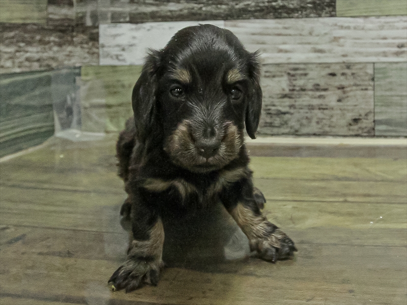 愛知県のミニチュアダックスフンド(ロング) (ワンラブ名古屋守山インター総本店/2025年11月1日生まれ/男の子/ブラックタン)の子犬の3枚目の画像