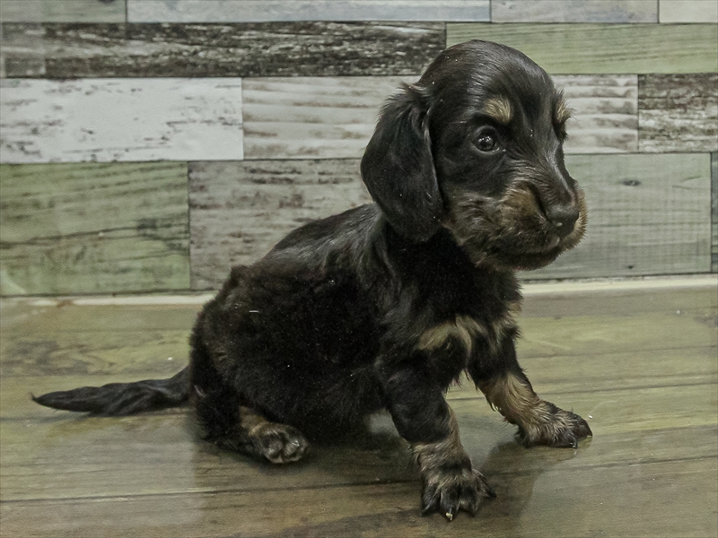 愛知県のミニチュアダックスフンド(ロング) (ワンラブ名古屋守山インター総本店/2025年11月1日生まれ/男の子/ブラックタン)の子犬の2枚目の画像