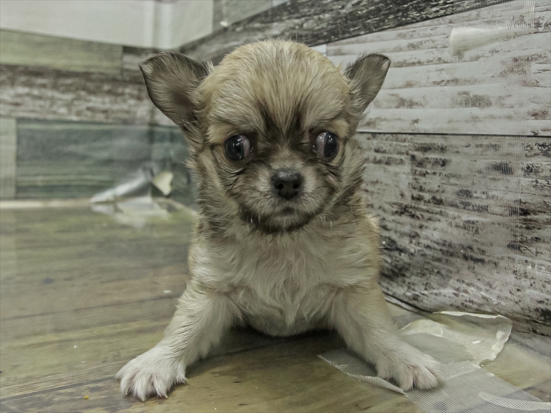 愛知県のチワワ(ロング) (ワンラブ名古屋守山インター総本店/2025年11月1日生まれ/女の子/セーブルホワイト)の子犬の3枚目の画像