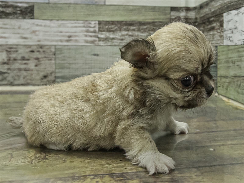 愛知県のチワワ(ロング) (ワンラブ名古屋守山インター総本店/2025年11月1日生まれ/女の子/セーブルホワイト)の子犬の2枚目の画像