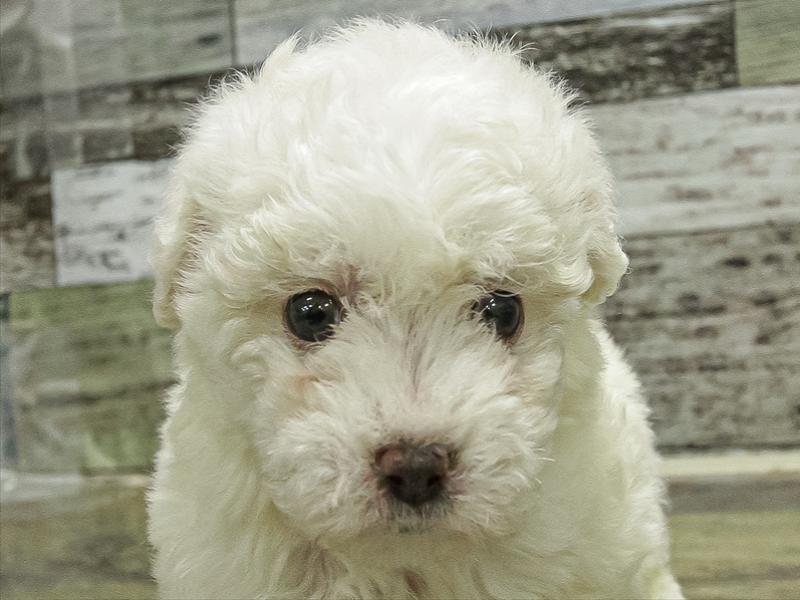 愛知県のビションフリーゼ (ワンラブ名古屋守山インター総本店/2025年10月29日生まれ/女の子/ホワイト)の子犬の1枚目の画像